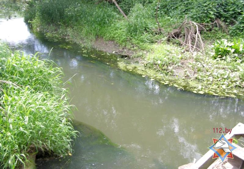 Отходы с фермы совхоза-комбинат "Горки" попали в реку Проня