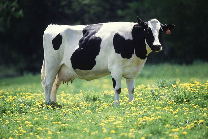 Корова из Горок стала "Мисс-вымя"