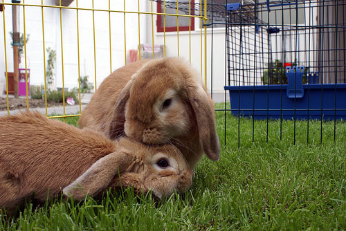 В Дрибине кроликов станет больше. Фото: chihuashki.ru.