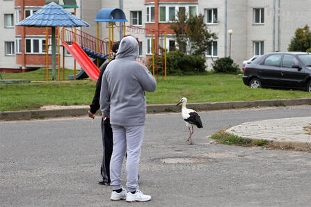 Аист не улетел на зиму что делать. busiel 1. Аист не улетел на зиму что делать фото. Аист не улетел на зиму что делать-busiel 1. картинка Аист не улетел на зиму что делать. картинка busiel 1