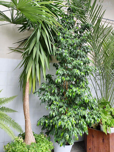 Тропическое растение в теплице.