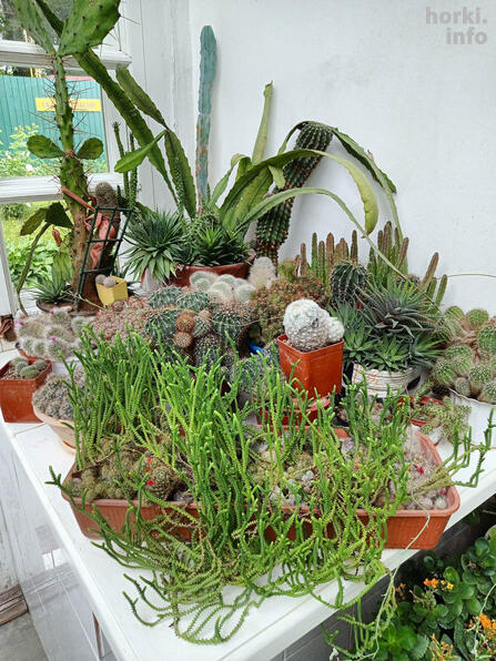 Коллекция кактусов.