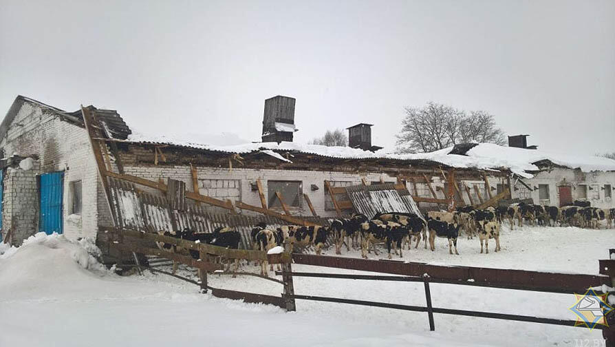 Под тяжестью снега. В Могилевской области на ферме обвалилась крыша