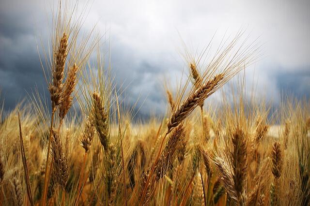Дрибинский, Быховский, Кличевский и Славгородский районы Могилевской области в этом году почти удвоили производство зерна.