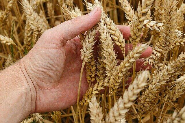 По итогам января-мая 2022 года производство сельхозпродукции в Республике Беларусь не продемонстрировало роста и снизилось на 2,9%.