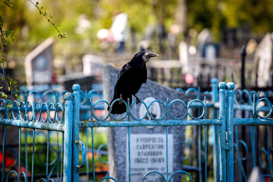 Практически на каждом кладбище в Горках и Горецком районе есть неухоженные могилы. Для этого есть несколько причин. Одна из них – все близкие умерли и о захоронении некому позаботиться.