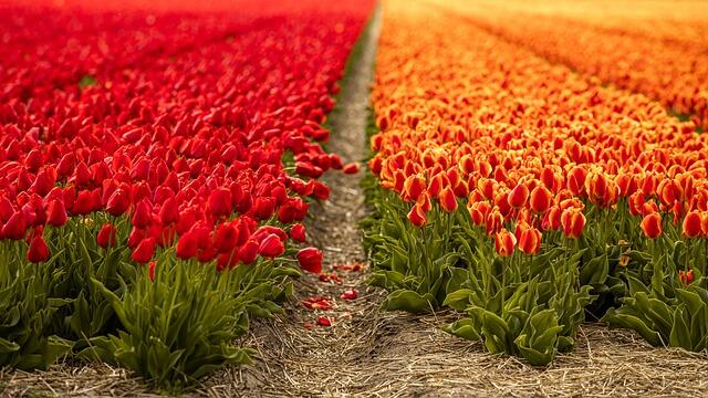 С 1 по 10 марта Центральный ботанический сад НАН Беларуси проведет выставку весенних цветов. Побывать там смогут все желающие.