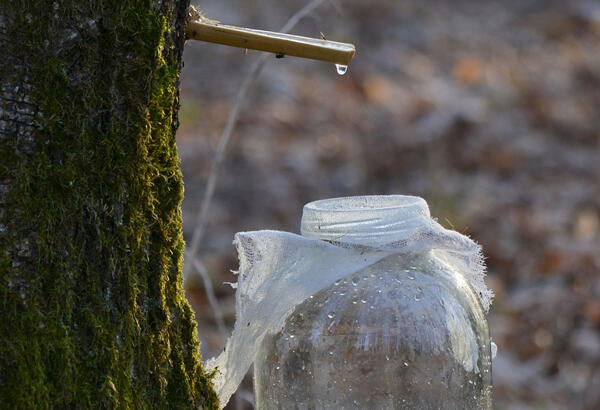 В лесничествах Могилевского лесхоза уже продают березовый сок. Его можно купить и на лесосеках, пишет pniva.by.<br />
<br />
Березовый сок заготавливают в лесничествах с плотностью загрязнения почв до 15 Ки/ км2.