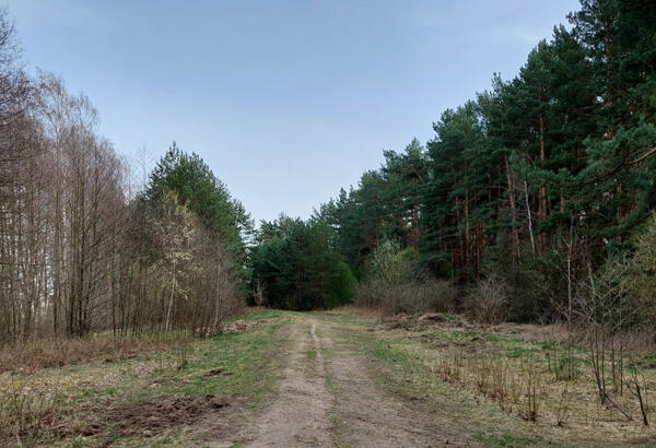 В Беларуси практически везде ввели ограничение на посещение лесов. Исключение составляет один район на севере страны – там можно свободно ходить и даже заезжать в леса.