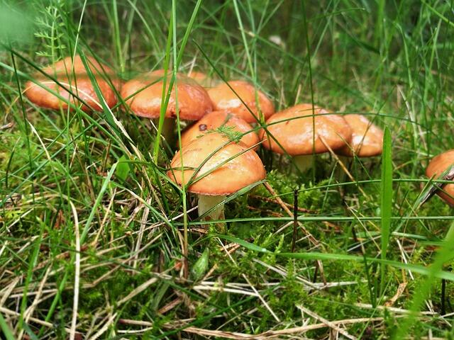 В лесу Могилевской области женщина уже насобирала небольшую корзину маслят, пишет blizko.by.<br />
<br />
Эти грибы предпочитают расти небольшими семьями, что делает их поиск в лесной чаще удобным.