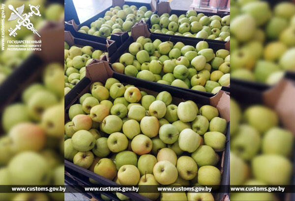 За две недели могилевские таможенники установили 5 фактов незаконной транспортировки яблок. Во всех случаях фрукты вывозили из Беларуси для незаконной реализации в России.