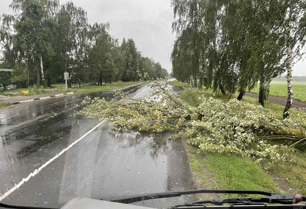 По Могилевской области 19 июня проходил грозовой фронт, под напором ветра падали деревья. Люди не пострадали.<br />
<br />
<br />
<br />
В Могилеве дерево упало на автомобиль, в Бобруйске – на дорогу, в Осиповичах 4 дерева упали на проезжую часть.