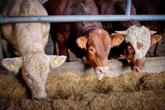 В Дрибинском районе возбуждено уголовное дело в отношении бригадира молочно-товарного комплекса. Его подозревают в сокрытии падежа крупного рогатого скота, информирует райисполком.