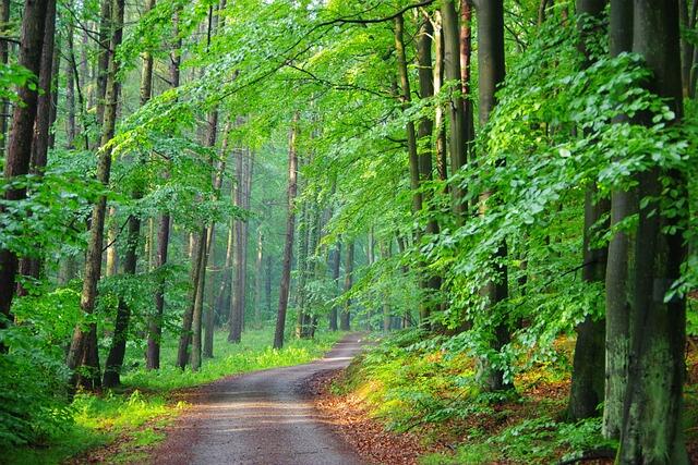 По данным на 22 июля в Горецком, Дрибинском и Мстиславском районах сняты ограничения на посещение лесов.<br />
<br />
Это значит, что в леса можно ходить и ездить совершенно свободно – и не только по одному, но и в компании.