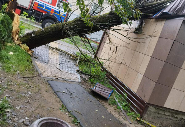 В Могилевской области 29 июля снова бушевал ветер. В нашей области перед стихией не устояла почти сотня деревьев.<br />
<br />
<br />
<br />
Аварийные службы убрали 97 рухнувших деревьев.