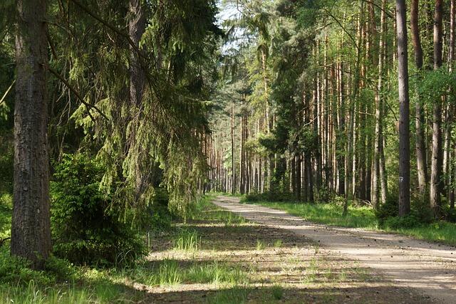 В Могилевской области мужчина потерялся в лесу, а в Минской – в поле. Их пока не нашли