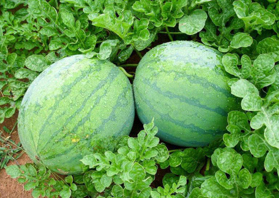 Арбузы в открытом грунте. Сорт арбуза бабетта. Арбуз сорт киви. Какой сорт арбуза лучше. Арбуз йеллоу харвест f1.