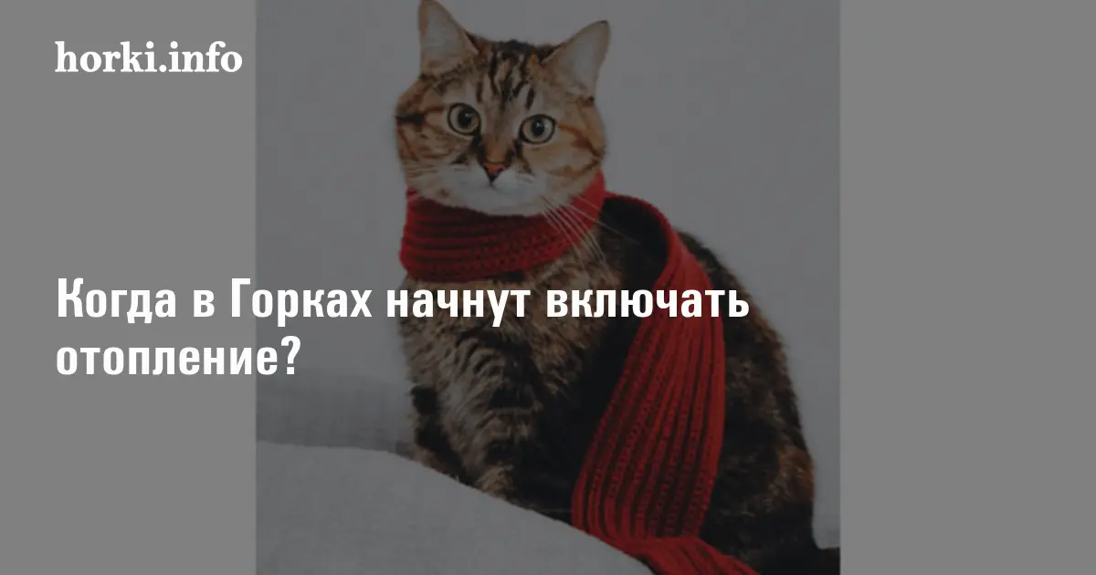 Включай начинай. Ничто так не бодрит с утра как чашечка. Ничто так не бодрит с утра как кот