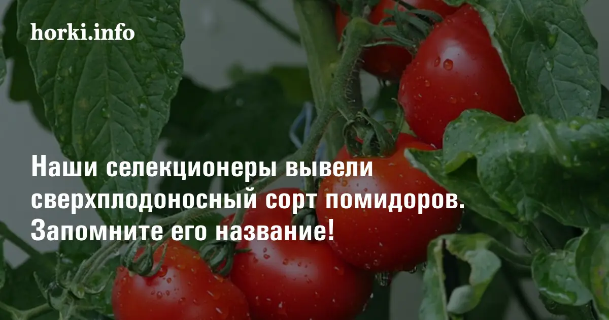 Селекция томатов презентация